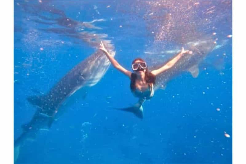 Billet Cebu : excursion en groupe avec requins-baleines, cascades et course de sardines + repas