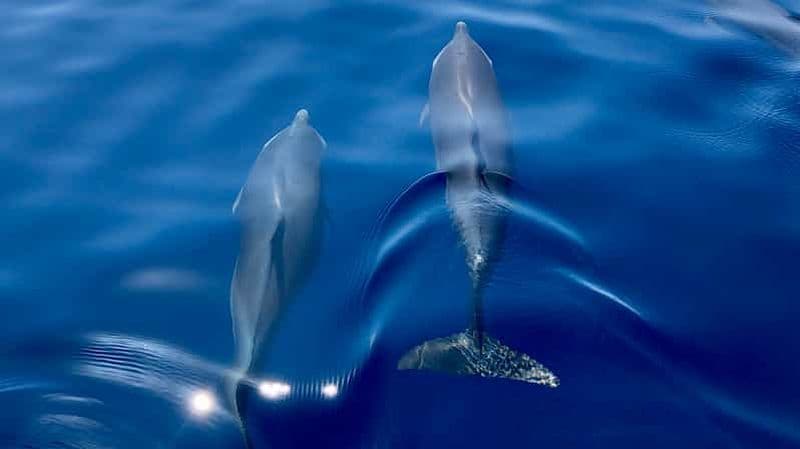 Billet Martinique : croisière d'observation des dauphins avec collation