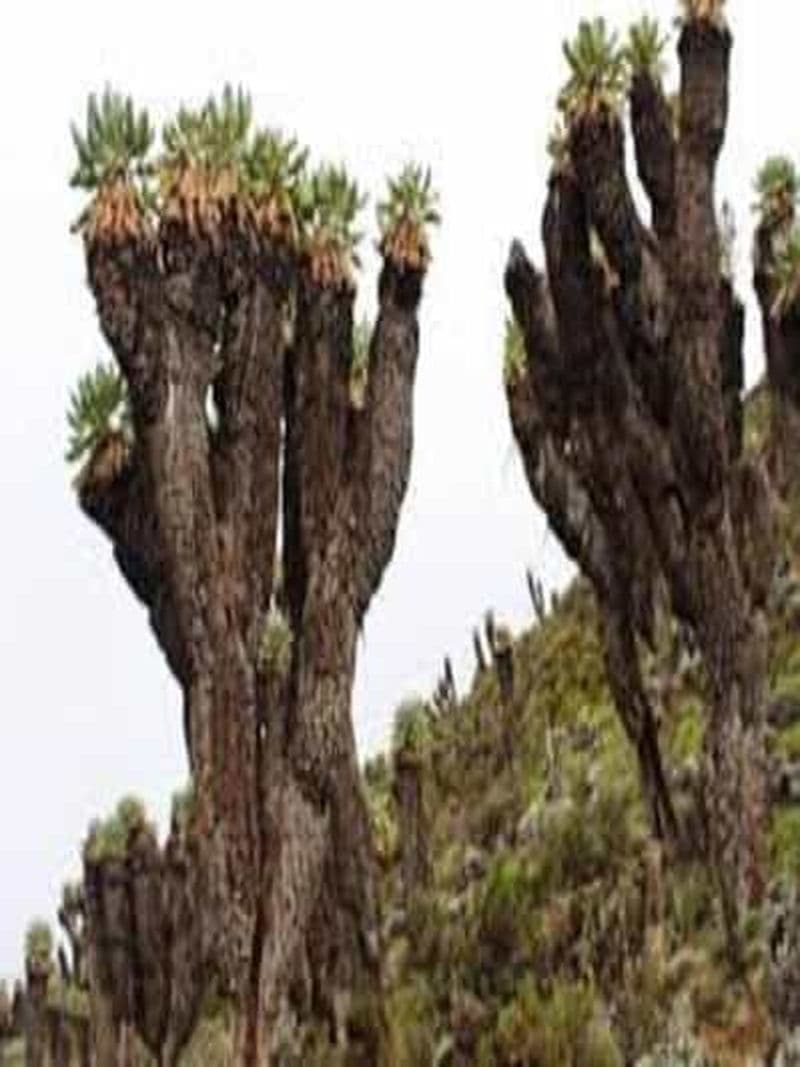 Billet Circuit de randonnée de 7 jours au Kilimandjaro ; Route du sommet Lemosho