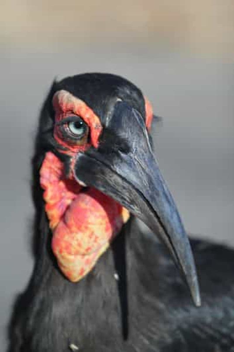 Excursion dans le canyon de la rivière Blyde
