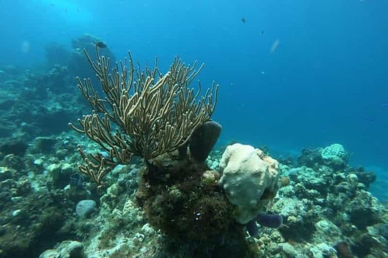 Billet Cancun : Expérience de plongée en apnée à Cozumel