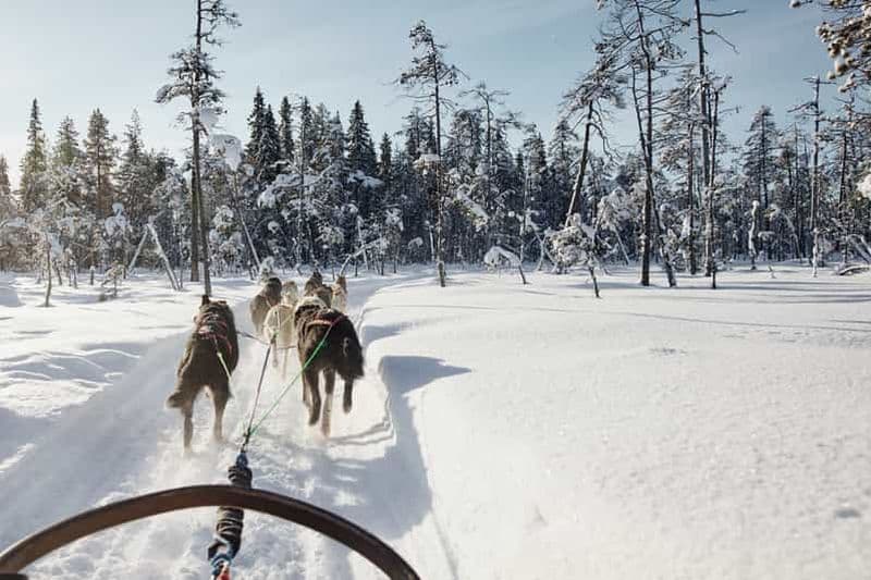 Rovaniemi : Balade en Husky dans le village du Père Noël