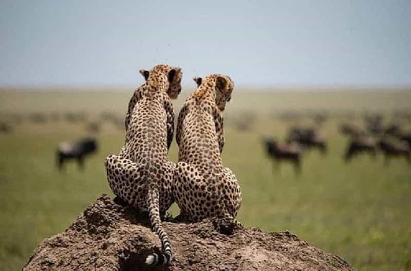 Billet Serengeti et Ngorongoro : Safari en camping de 2 nuits et 3 jours