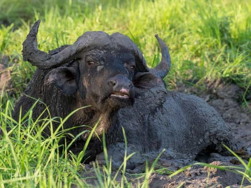 Billet Depuis Zanzibar : safari d'une journée à Selous et expérience Maasai