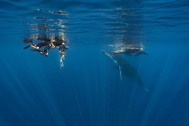 Billet Observation des baleines à Moorea – Tour privé demi-journée
