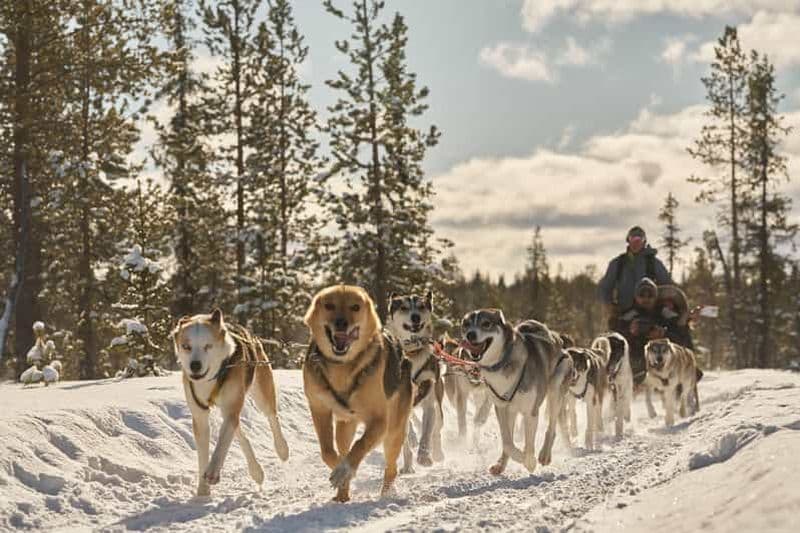 Kiruna : Visite familiale en traîneau à chiens avec café