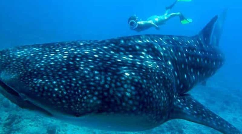 Billet Cancún : Nager avec les requins-baleines