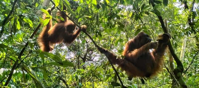 Billet Bukit Lawang : Une visite unique de la faune et de la flore et une nuit dans la jungle
