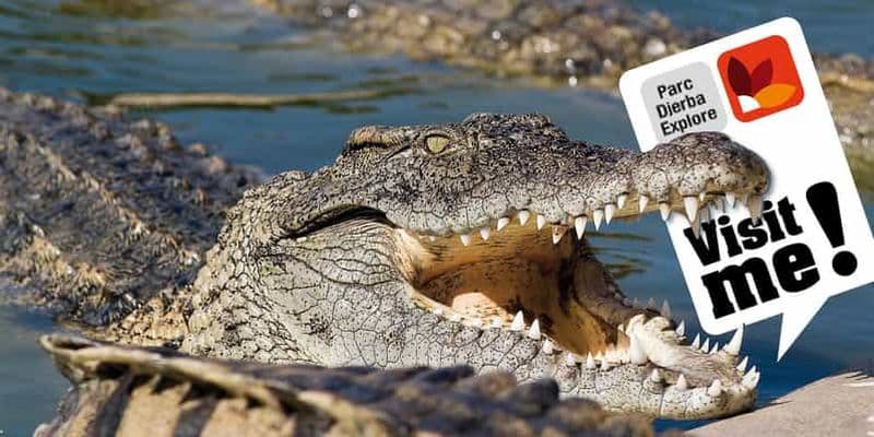 Billet Visite du parc et du musée des crocodiles de Djerba avec prise en charge à l'hôtel
