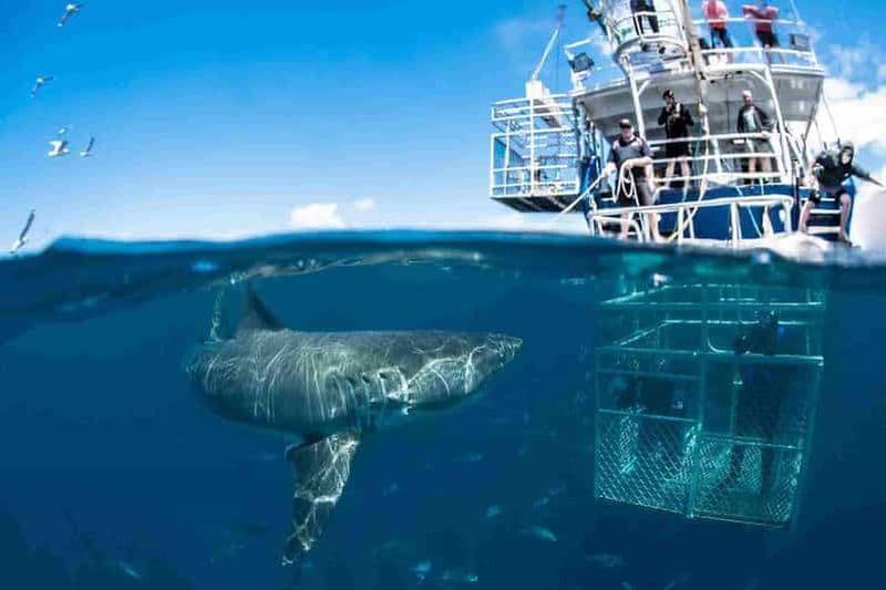 Billet Plongée extrême avec les requins et escapade œnologique depuis Le Cap