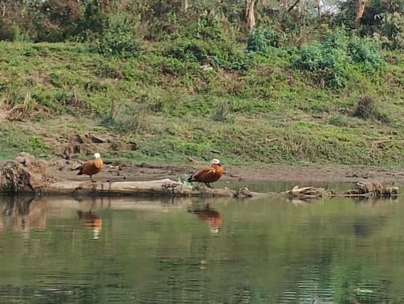 Au départ de Chitwan : visite d'une demi-journée en jeep et excursion en canoë-kayak
