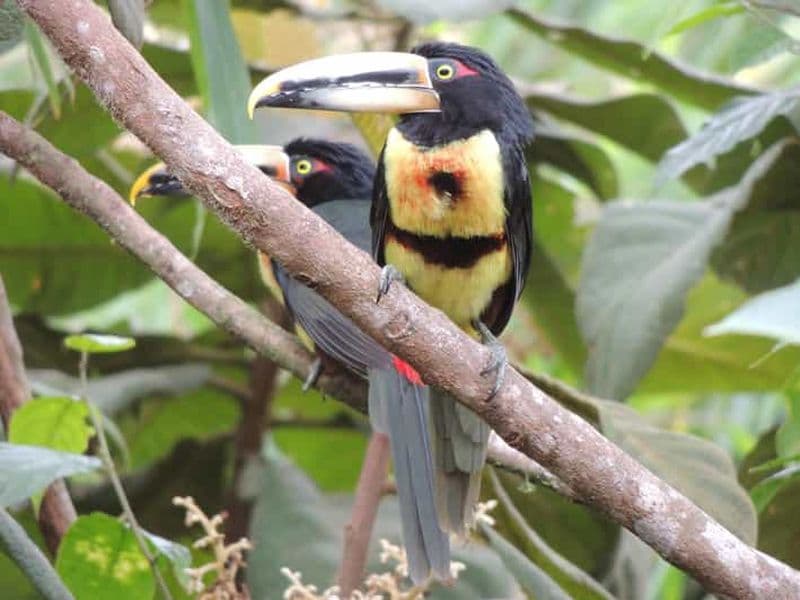 Billet Depuis Quito : excursion guidée d'une journée dans la forêt nuageuse de Mindo