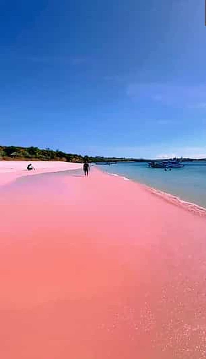 Billet Lombok : marché aux poissons de Tanjung Luar et plage de Pink Beach