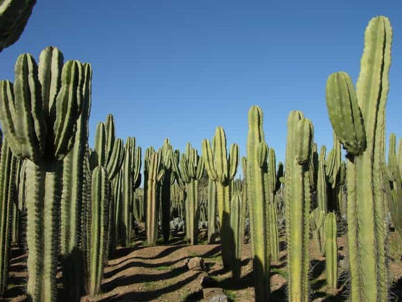 Billet Marrakech : billet d'entrée pour le jardin de cactus Thiemann
