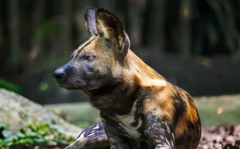 Billet Aventure 4 jours de safari dans les montagnes Mikumi et Udzungwa