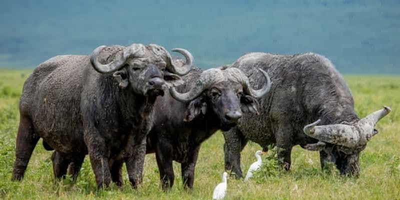 Billet Un safari de 5 jours en Tanzanie pour les big five