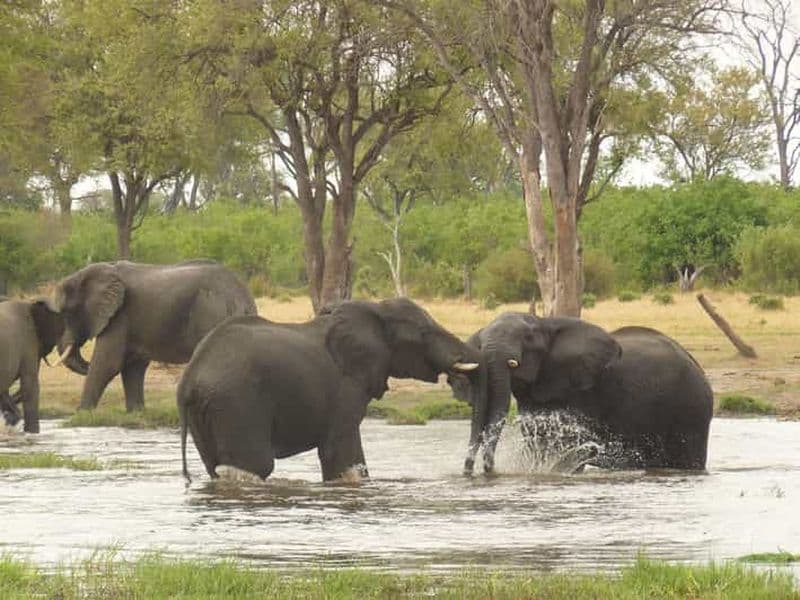 Billet Delta de l'Okavango : Circuit avec safaris et excursions en mokoro