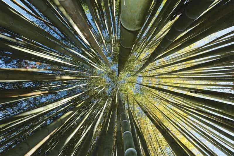 Billet La Bambouseraie en Cévennes Billet