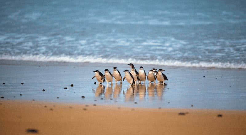 Phillip Island : Parade des pingouins et laissez-passer multi-attractions