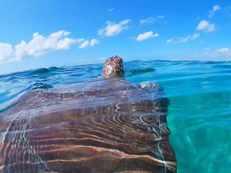 Billet Akumal : nagez avec les tortues marines et les récifs coralliens.