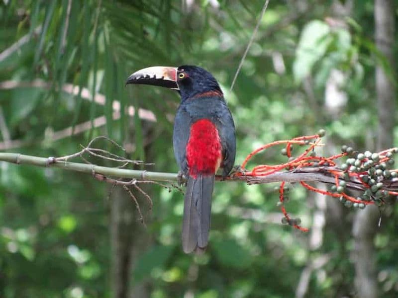 Billet Calakmul : Deux jours de palais cachés dans la jungle