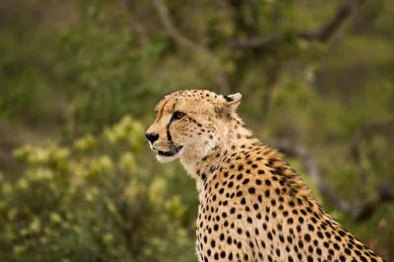 Billet Johannesburg : Safari abordable de 3 jours dans le parc Kruger