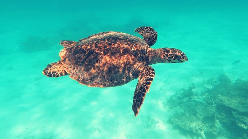 Snorkeling privé avec les tortues aux Maldives
