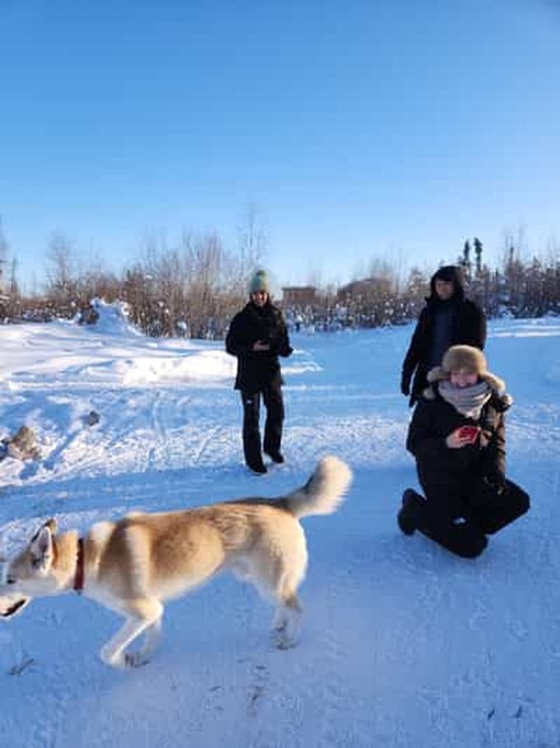 Billet Yellowknife : Excursion en traîneau à chiens
