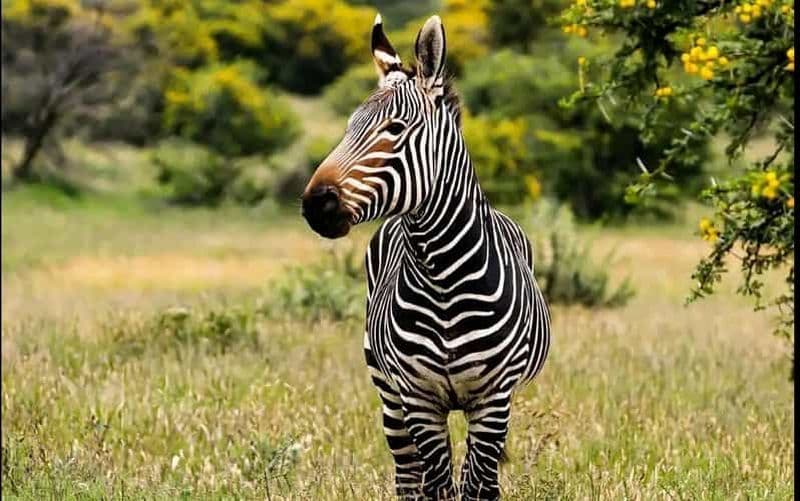 Billet Safari d'une journée dans le parc national des Éléphants d'Addo : Port Elizabeth