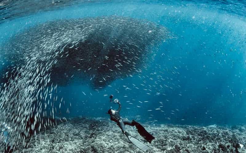 Cebu : plongée sous-marine avec les sardines et plongée avec masque et tuba sur l'île de Pescador