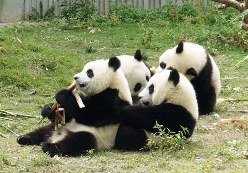 Billet Chengdu : Base du panda géant option réservation de billets visites guidées