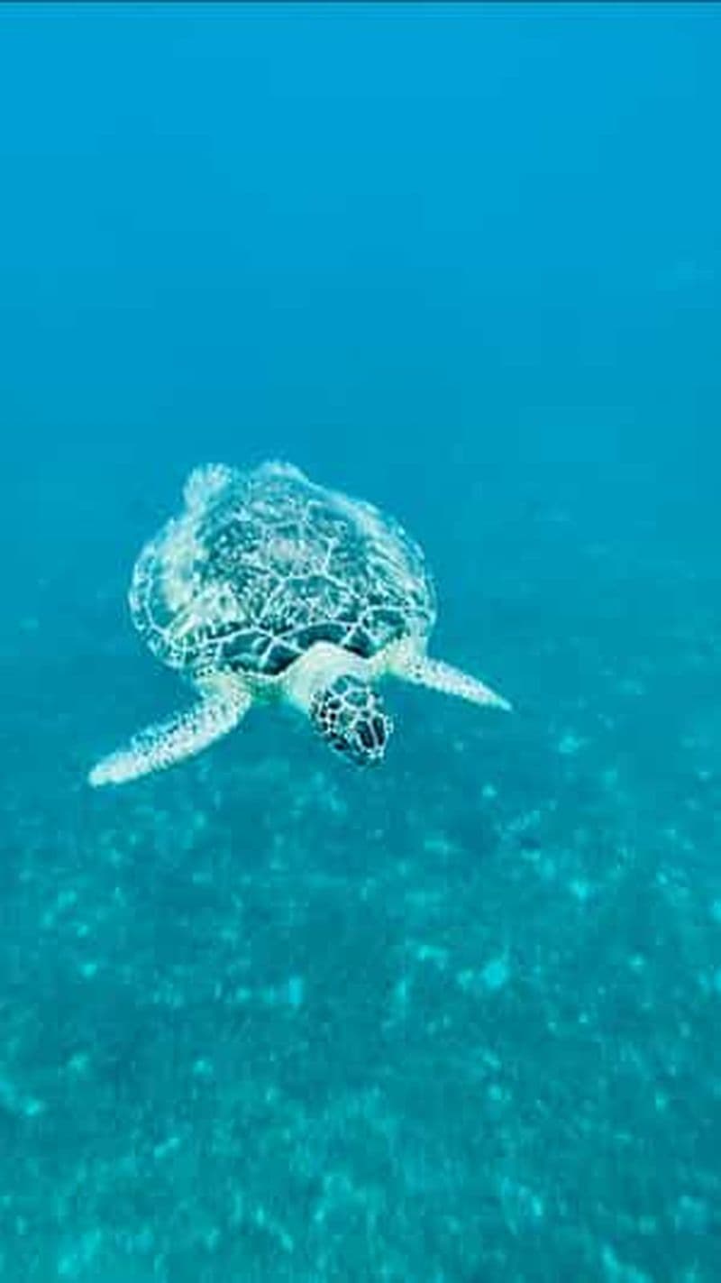 Billet Martinique : après-midi tortues et anses coralliennes