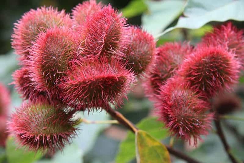 Billet Au départ de Stone Town : visite de Zanzibar aux épices