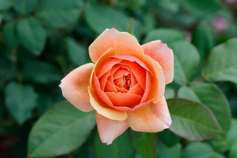 Roseraie Princesse Grace de Monaco