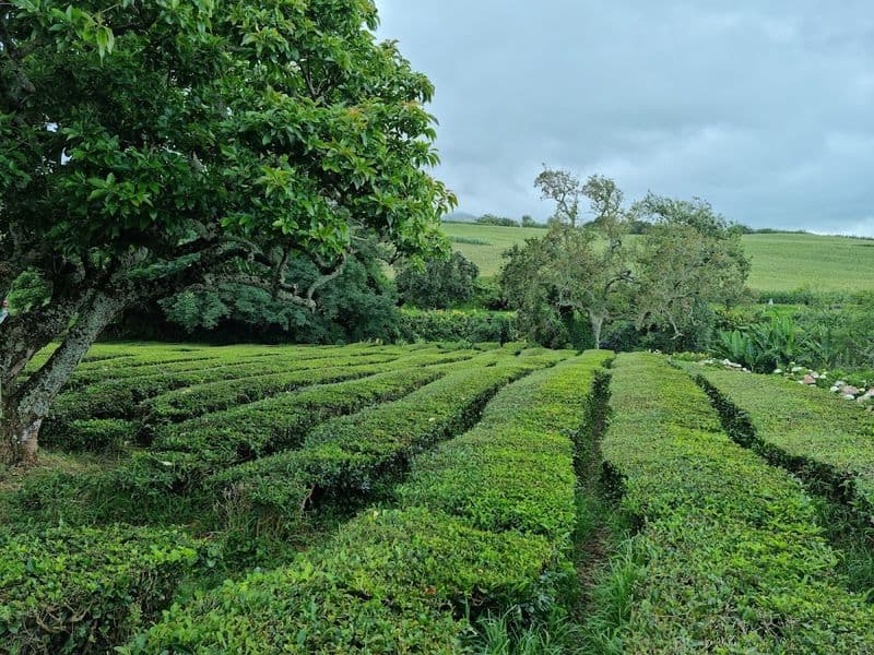 Fabrique de thé Gorreana