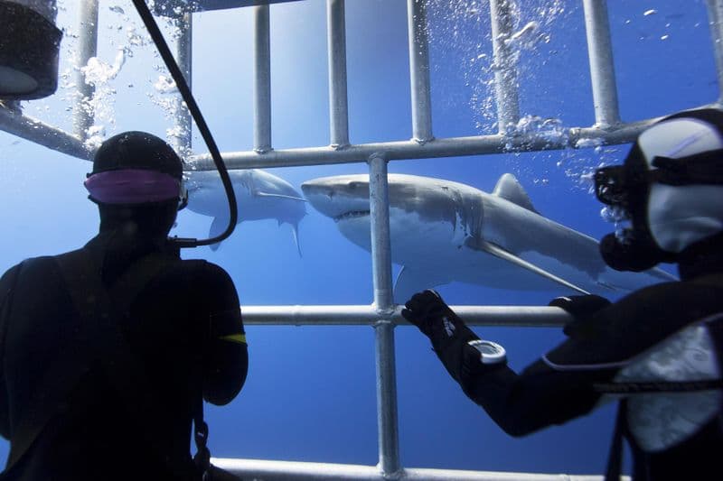 Plongée en cage avec les requins blancs au Cap