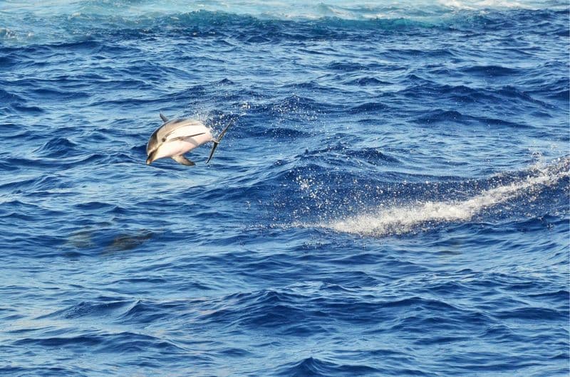 Observation des dauphins en Sicile