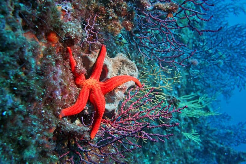 Plongée sous-marine à Marseille