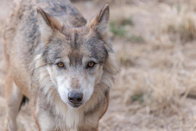 Parc des loups du Gévaudan