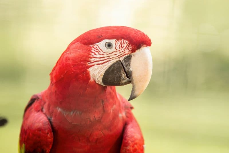 Zoo de Lagos
