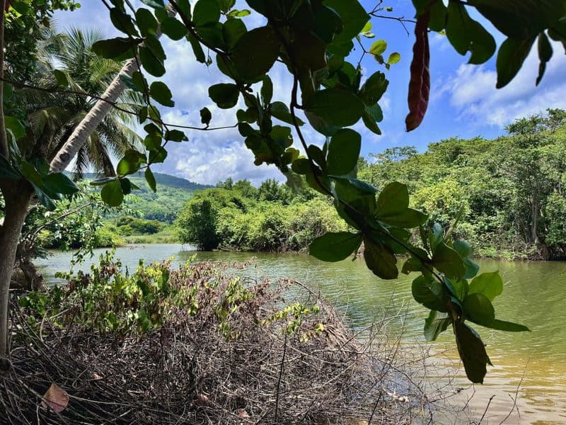 Canoë-kayak dans la mangrove de Sainte-Rose