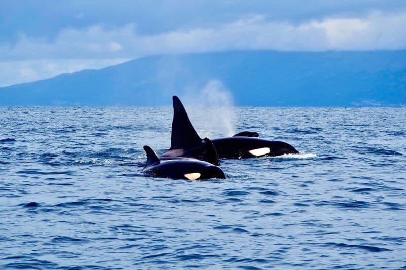 Observation des baleines aux Açores