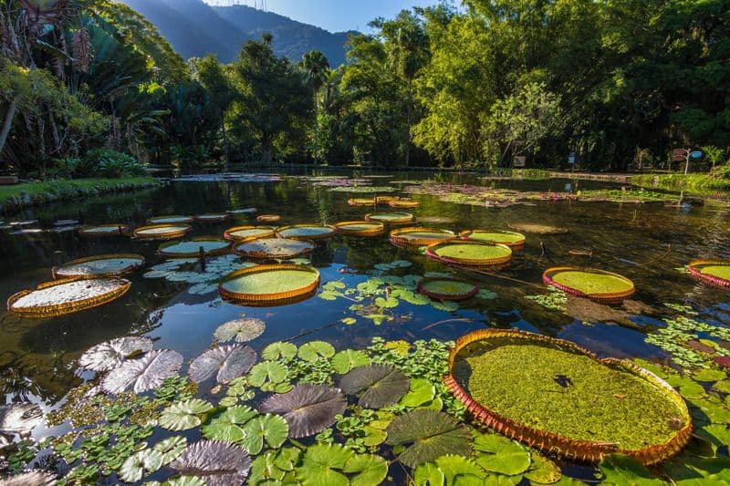 Jardin botanique de Rio de Janeiro