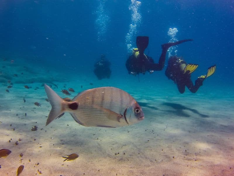 Plongée sous-marine à Lanzarote
