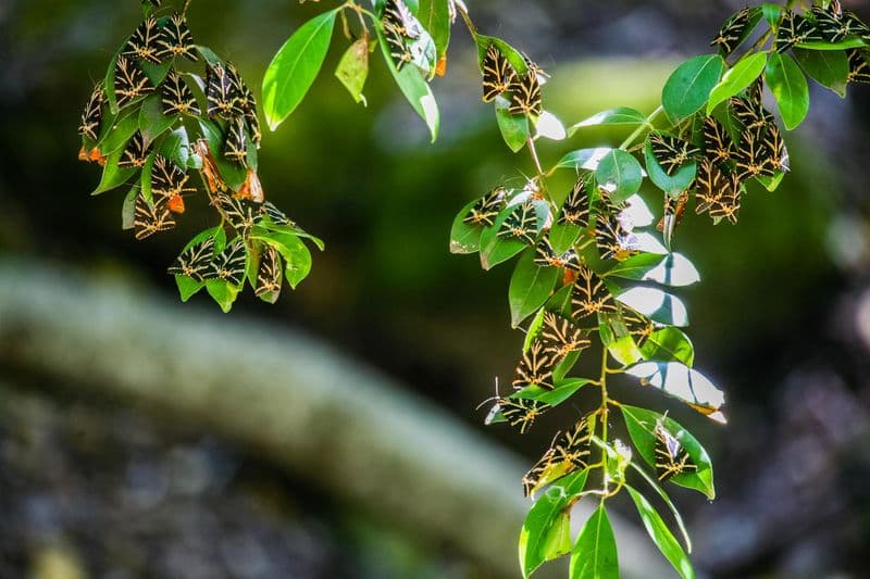Vallée des Papillons