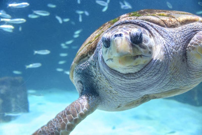 Aquarium de Biarritz