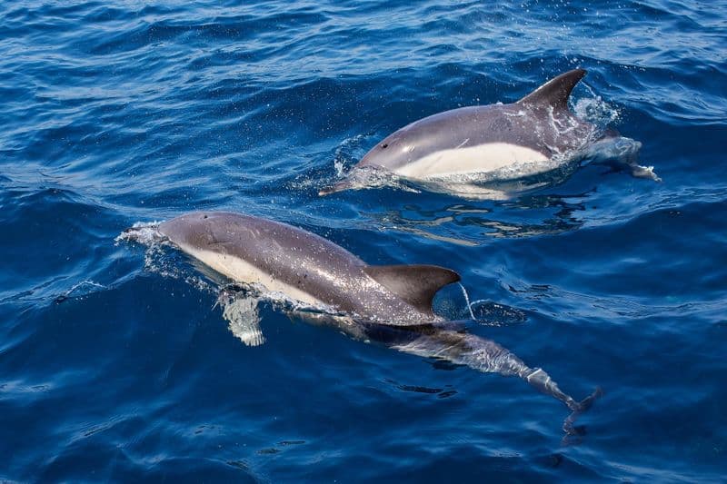 Observation des dauphins à Gibraltar