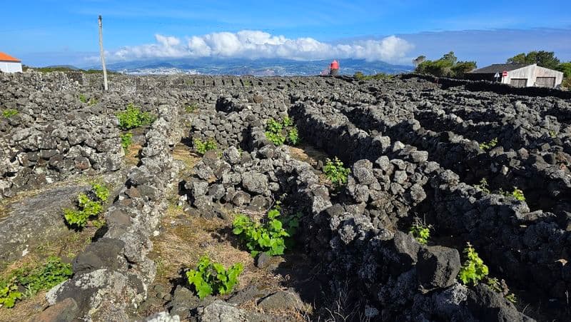 Paysage de vignes de Criação Velha