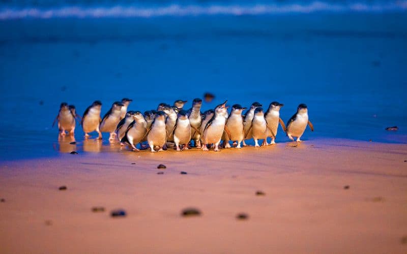 Pass pour les 3 parcs de l'île Phillip : Penguin Parade, Koala Conservation Reserve et Churchill Island