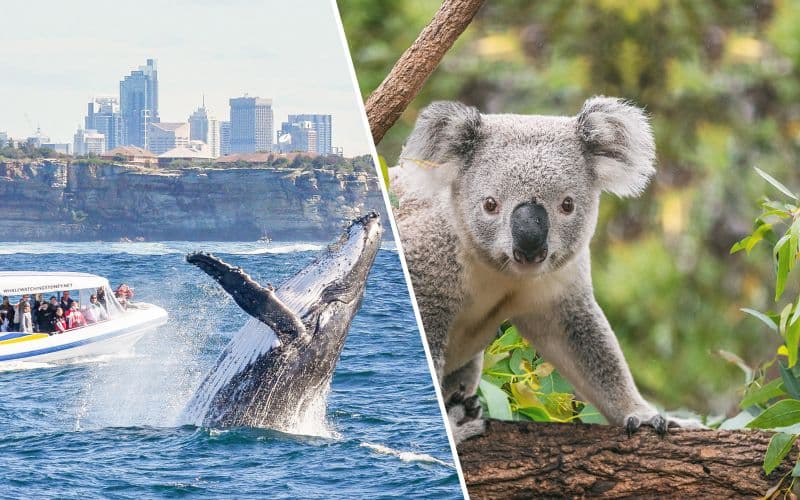 Combo : Croisière d'observation des baleines à Sydney + Billets pour le Zoo de Taronga de Sydney